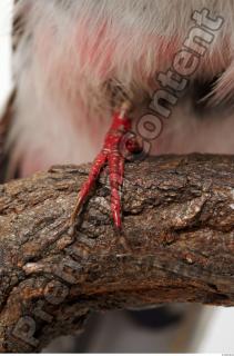 Cuban Trogon-Priotelus temnurus 0042